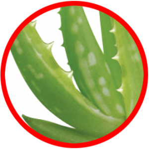 ALOE