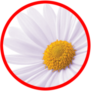 CHAMMOMILE