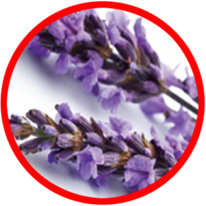 LAVENDER