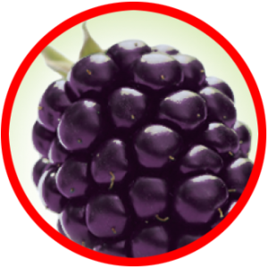 MULBERRY