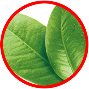 TEA_TREE